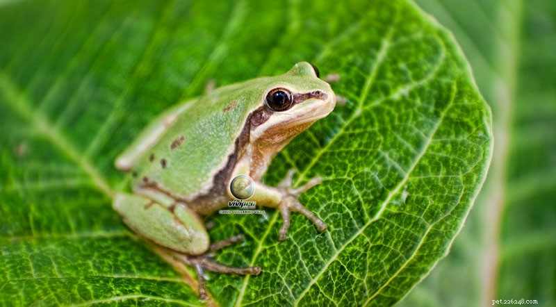 USA Reptile & Amphibian Conservation 2012: Threats, Lawsuits, and Hope