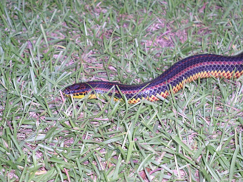 USA Reptile & Amphibian Conservation 2012: Threats, Lawsuits, and Hope