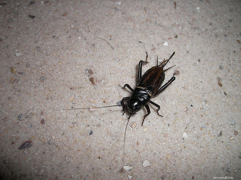 Crickets Rich in Carotenoids: New Study Boosts Herpetoculture Nutrition