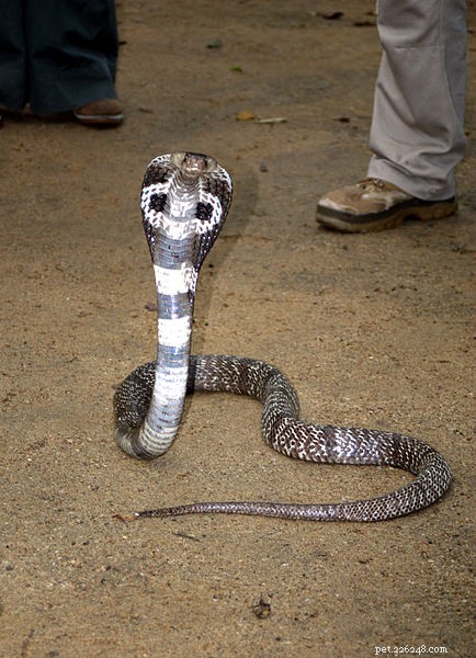 Venomous Snakebites: Expert Responder Shares Real-World Experiences and Notable Cases