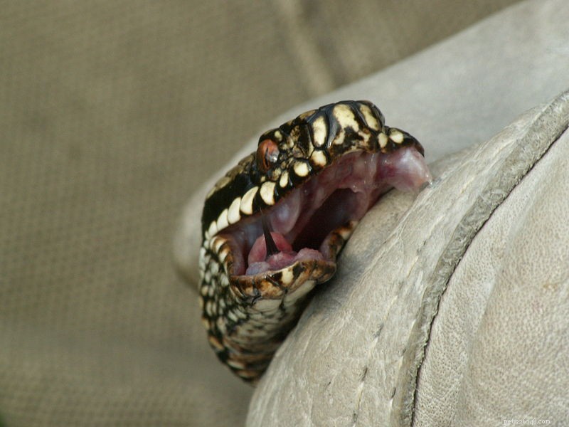 Venomous Snakebites: Expert Responder Shares Real-World Experiences and Notable Cases