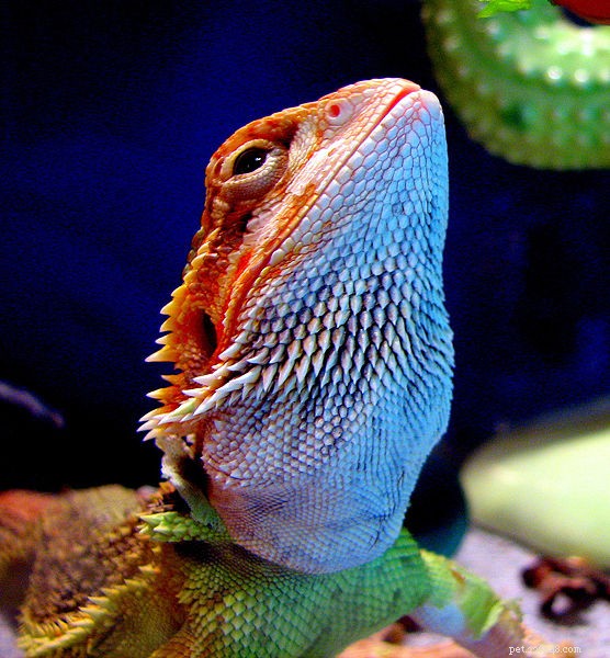 Bearded Dragon Health: Spotting Atadenovirus (Wasting Disease & Star‑Gazing)