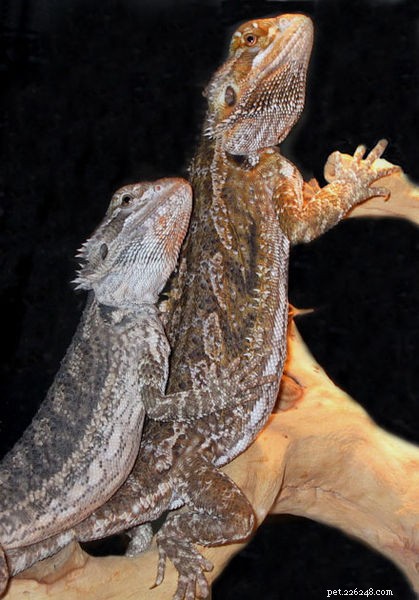 Bearded Dragon Health: Spotting Atadenovirus (Wasting Disease & Star‑Gazing)