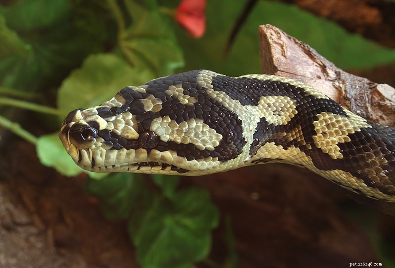 Inclusion Body Disease (Stargazing): How Pet Owners Support Crucial Snake Research