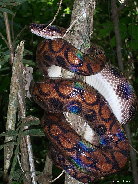 Inclusion Body Disease (Stargazing): How Pet Owners Support Crucial Snake Research