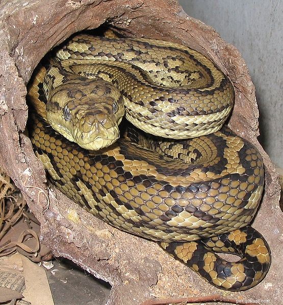 Inclusion Body Disease (Stargazing): How Pet Owners Support Crucial Snake Research
