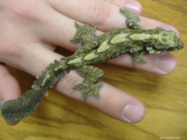 Breeding & Care of Malayan & Kuhl’s Flying Geckos