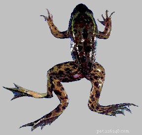 Amphibian Decline: Pollution Amplifies Disease and Parasite Threats