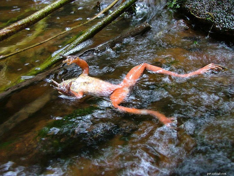 Amphibian Decline: Pollution Amplifies Disease and Parasite Threats