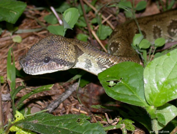 Boa Constrictors & Relatives: Natural History & Expert Captive Care