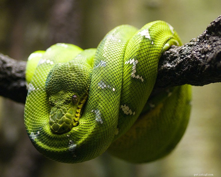 Boa Constrictors & Relatives: Natural History & Expert Captive Care