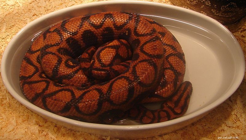 Boa Constrictors & Relatives: Natural History & Expert Captive Care