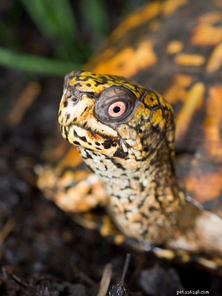 American Box Turtles: Comprehensive Care & Natural History Guide