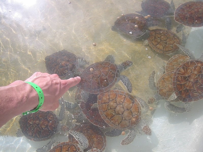 299 Green Sea Turtles Perished at Cayman Turtle Farm – Evaluating Meat-Trade Practices for Conservation