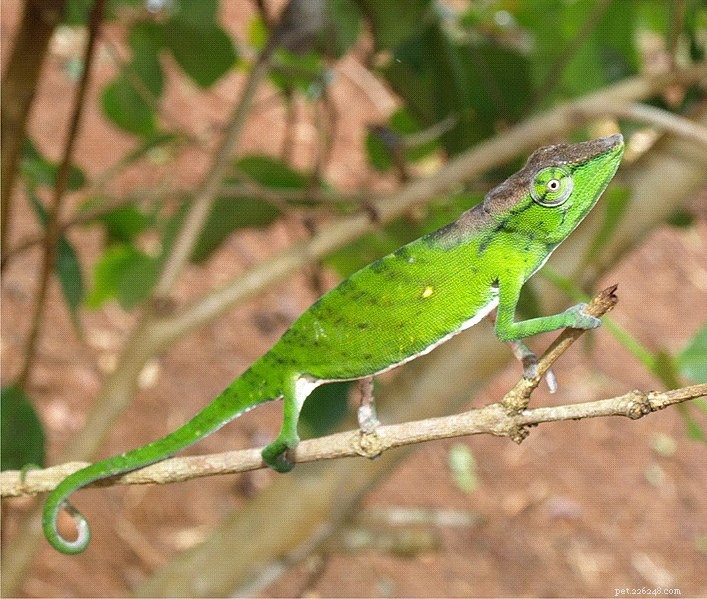 Reptiles, Amphibians and Tarantulas Ranked Among the World’s 100 Rarest Species