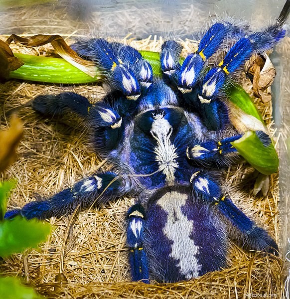 Reptiles, Amphibians and Tarantulas Ranked Among the World’s 100 Rarest Species