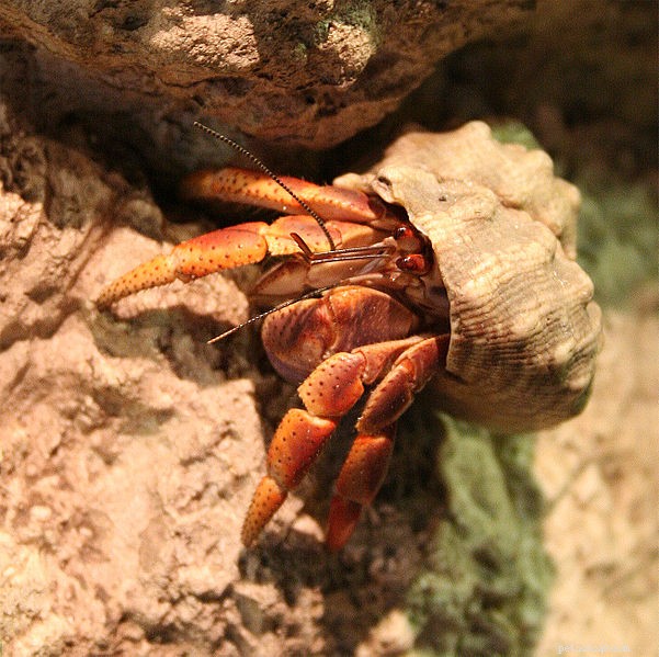 Hermit Crab Care: Expert Guide to Coconut Crabs & Other Species