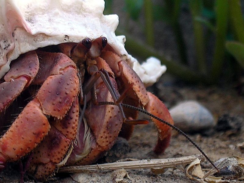 Hermit Crab Care: Expert Guide to Coconut Crabs & Other Species