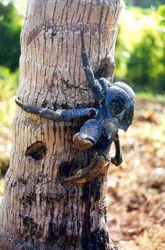 Hermit Crab Care: Expert Guide to Coconut Crabs & Other Species