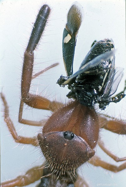 Halloween’s Most Eerie Creatures: From Orange Crabs to Goblin Sharks