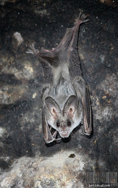 Halloween’s Most Eerie Creatures: From Orange Crabs to Goblin Sharks