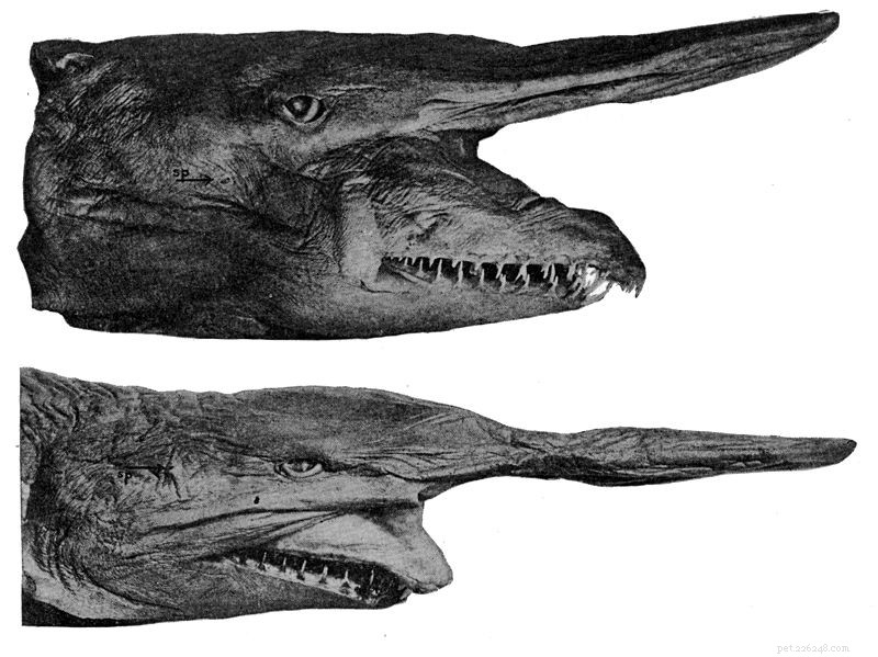 Halloween’s Most Eerie Creatures: From Orange Crabs to Goblin Sharks