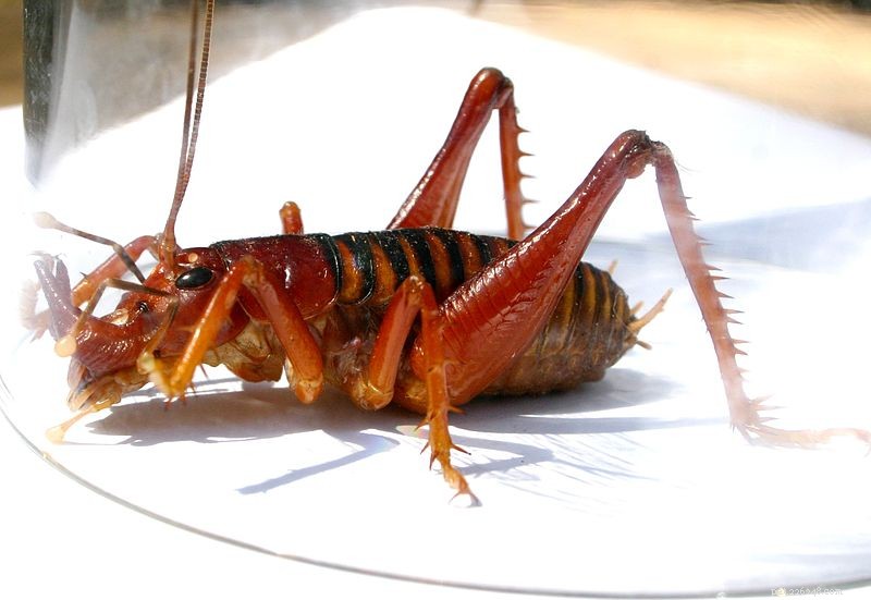 Discover 2012’s New Invertebrate Species: Spiders, Roaches, Millipedes & Wasps – Find Your Favorite