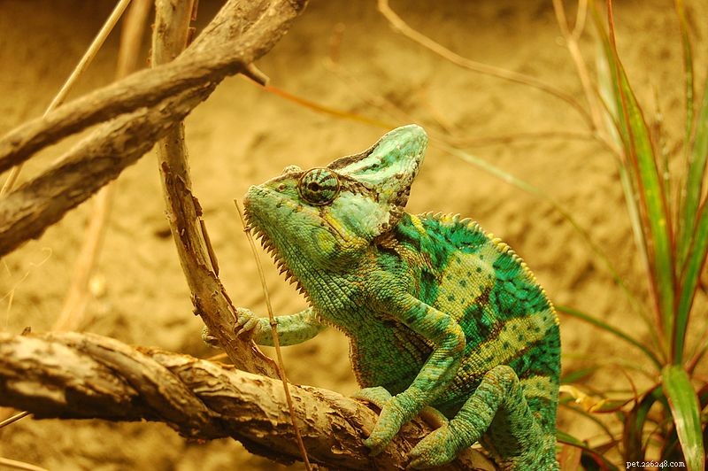 The Complete Guide to Chameleon Pet Care: 5 Key Facts