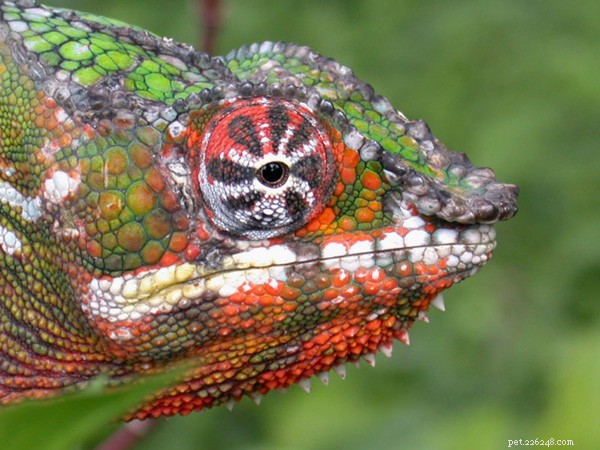 The Complete Guide to Chameleon Pet Care: 5 Key Facts