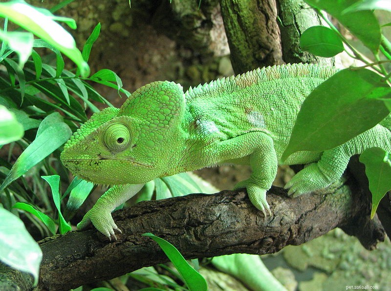 The Complete Guide to Chameleon Pet Care: 5 Key Facts