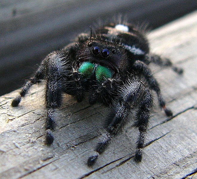 Jumping Spiders: Expert Care, New Species, and the Surprising Video‑Watching Behavior