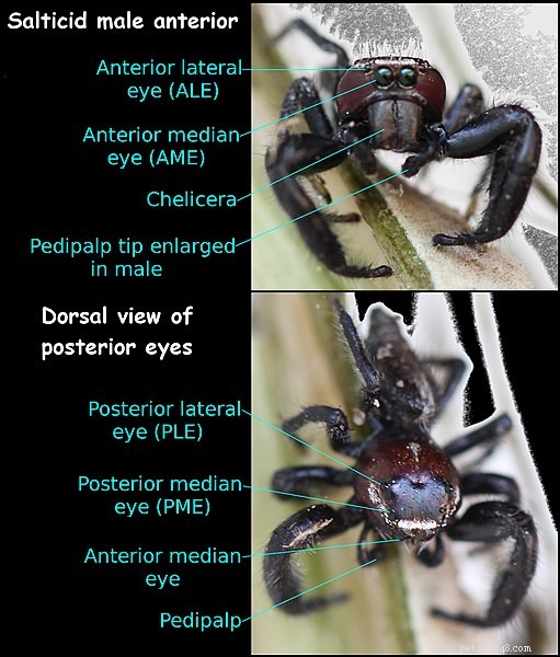 Jumping Spiders: Expert Care, New Species, and the Surprising Video‑Watching Behavior