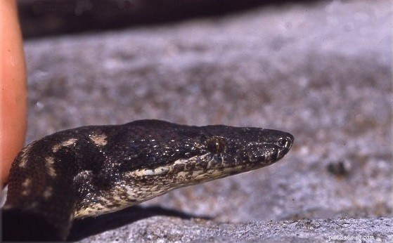 Round Island Boa Reintroduced to Mauritius After 150 Years