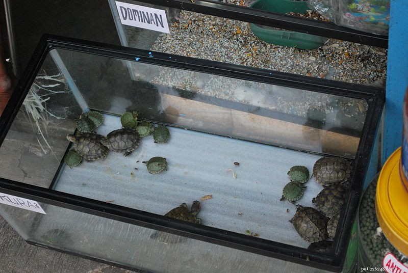 Protecting Reptiles & Amphibians: Legal Insights and How You Can Help
