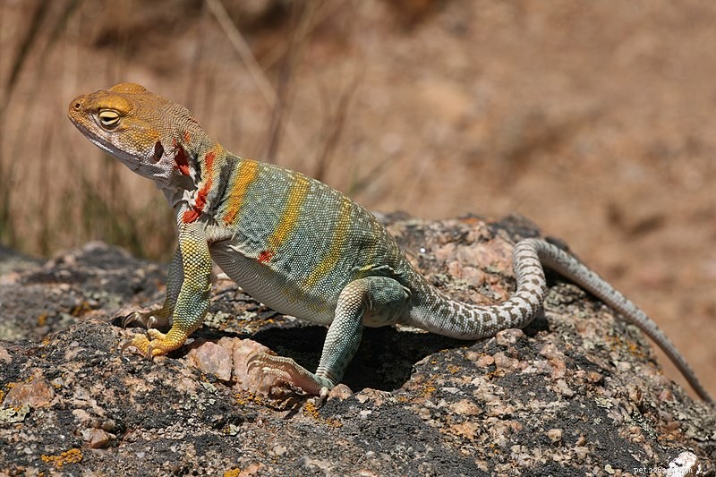 Collared Lizard Care & Natural History: Expert Guide for Enthusiasts