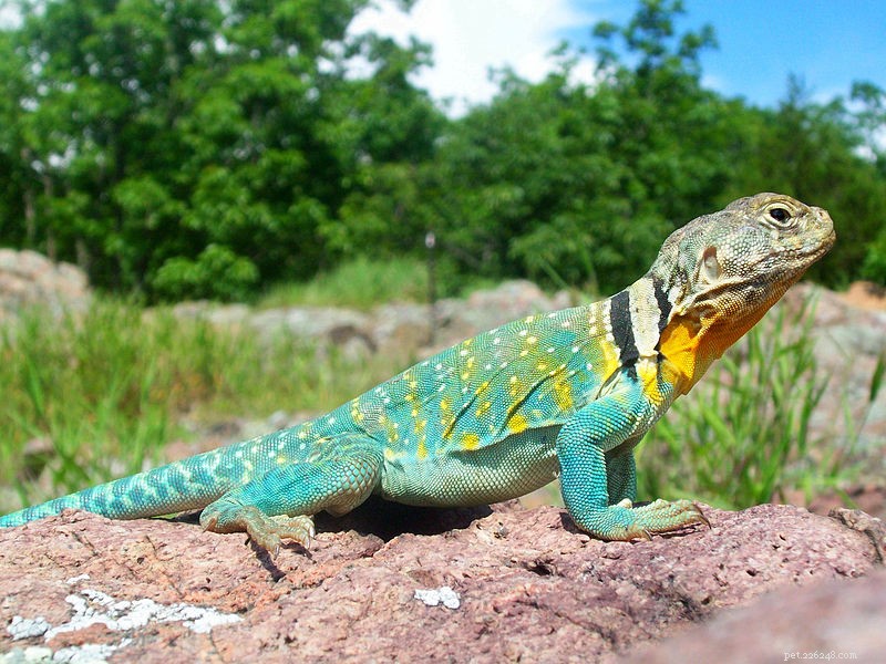 Collared Lizard Care & Natural History: Expert Guide for Enthusiasts