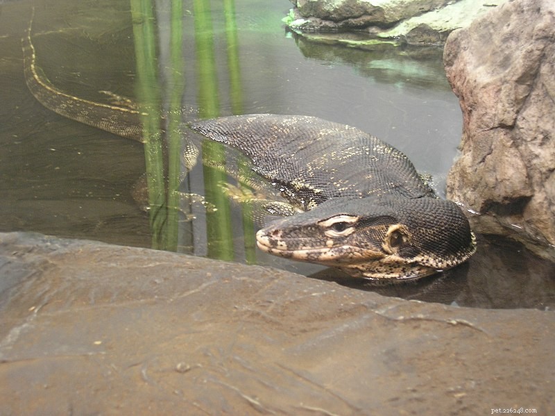 Comprehensive Guide to Monitor Lizard Care, Natural History & Behavior