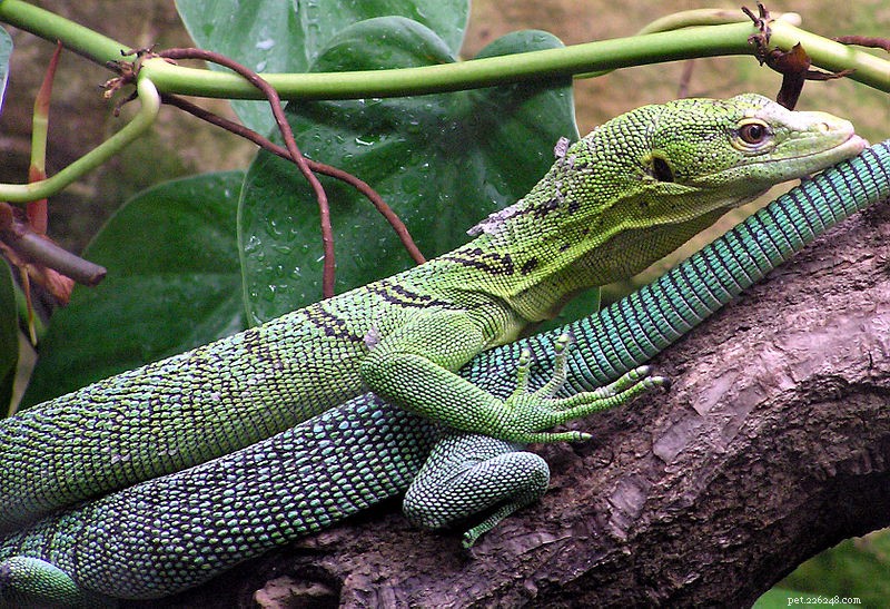 Comprehensive Guide to Monitor Lizard Care, Natural History & Behavior