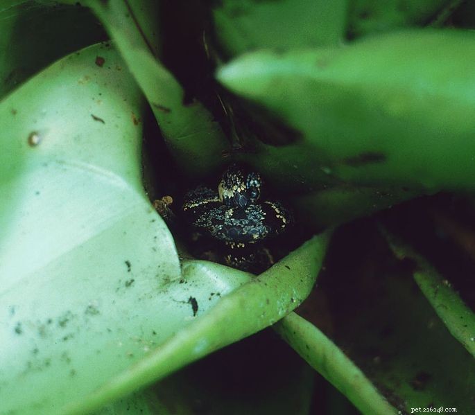 2012 s Newly Discovered Reptile & Amphibian Species—Snakes, Frogs, and Lizards