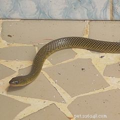 St. Lucia Racer: World’s Rarest Snake, 11 Individuals, Rediscovered on 30‑Acre Island