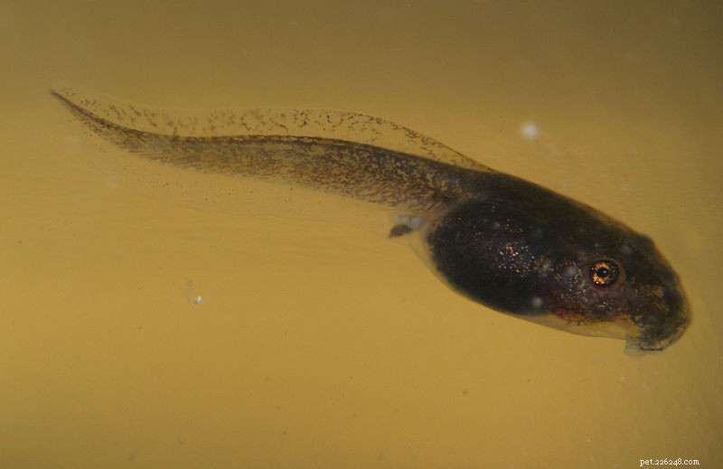Top Tadpole Foods: Expert Picks & Suggestions for Optimal Growth