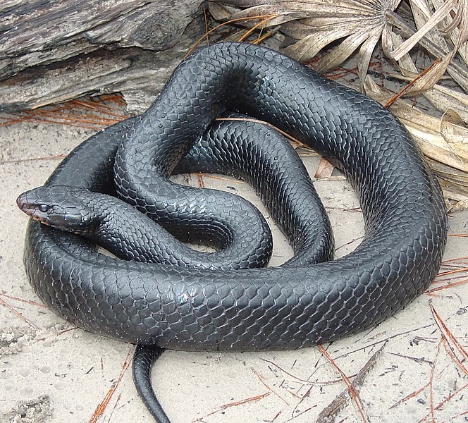 2013: Launching the  Year of the Snake  – A New Era for Snake Conservation