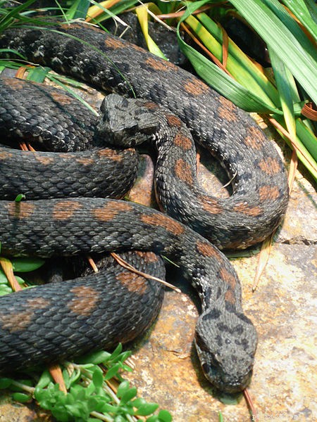 2013: Launching the  Year of the Snake  – A New Era for Snake Conservation