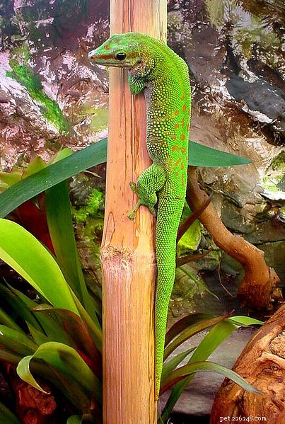 Day Gecko Care Guide: Ideal Terrarium Setup & Top Supplies for Healthy Lizard Pets