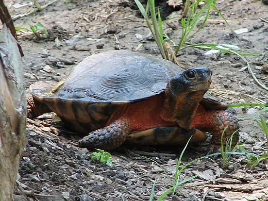 American Wood Turtle Care Guide: Essentials & Natural History