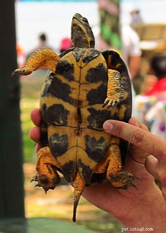 American Wood Turtle Care Guide: Essentials & Natural History