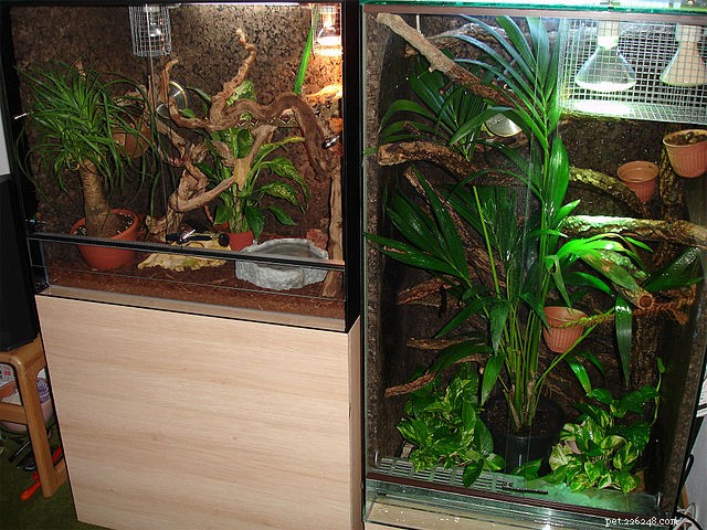 Expert Guide: Best Terrarium Cleaning Products & Techniques