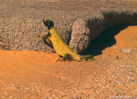 The Ultimate Guide to Uromastyx Lizard Diets: Expert Tips from a Herpetologist