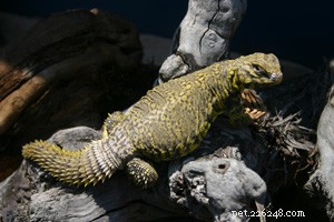 The Ultimate Guide to Uromastyx Lizard Diets: Expert Tips from a Herpetologist