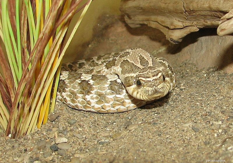 Exploring Extraordinary Snake Diets: From Sticks to Antelopes, Even Humans and Cats
